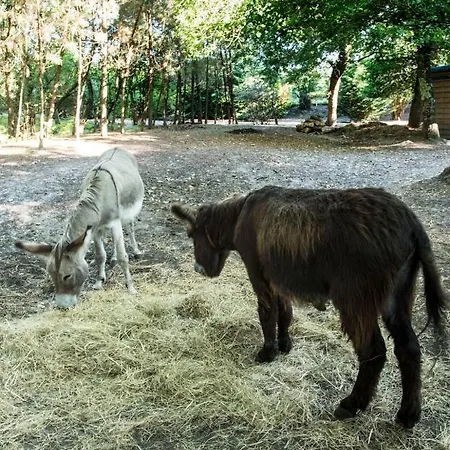 Bed & Breakfast Au Domaine De L'etang - Chambres Chez L'habitant *