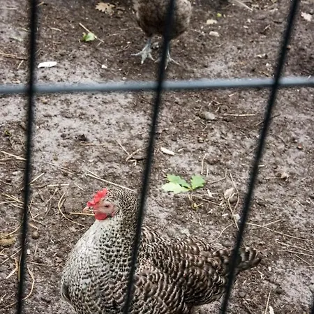 Au Domaine De L'etang - Chambres Chez L'habitant *